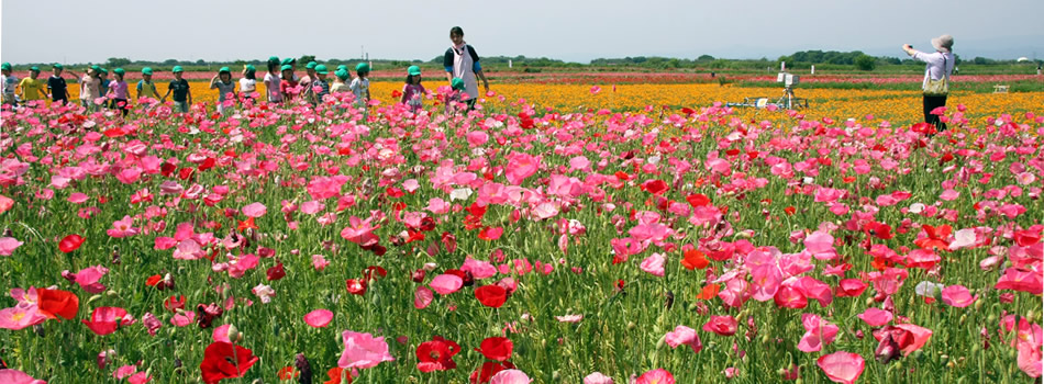 こうのす花まつり（ポピー畑）